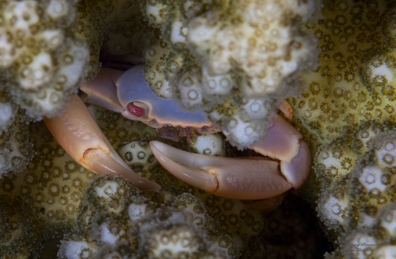 подводное фото подводный мир хургада египет жогло zhoglo красное море любопытный краб фото превью