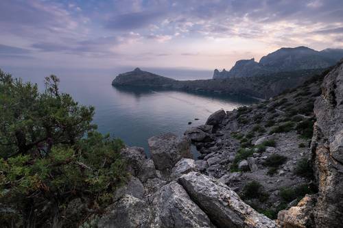 Дельфин в синей бухте