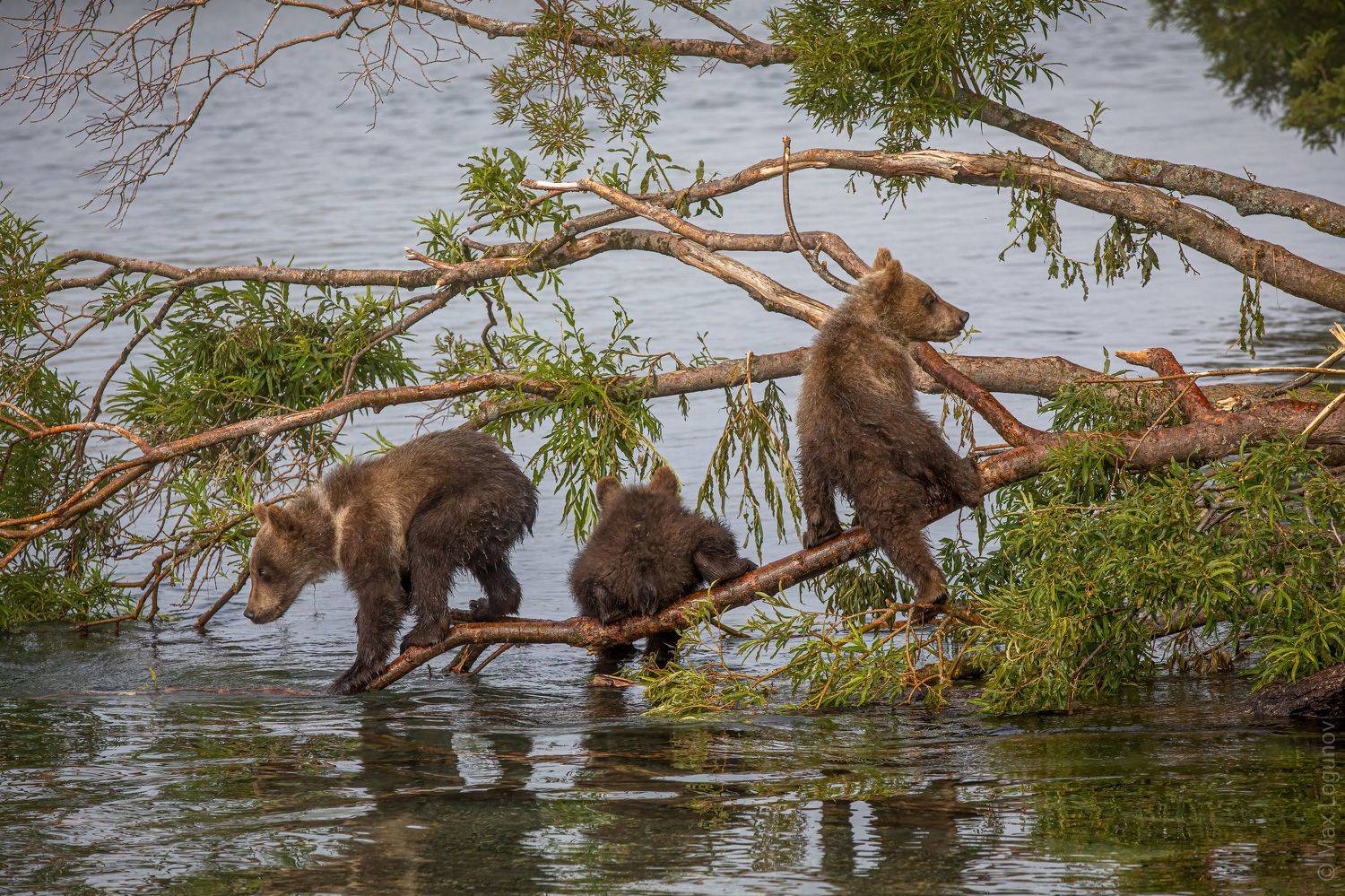 медведь, камчатка, Логунов Максим