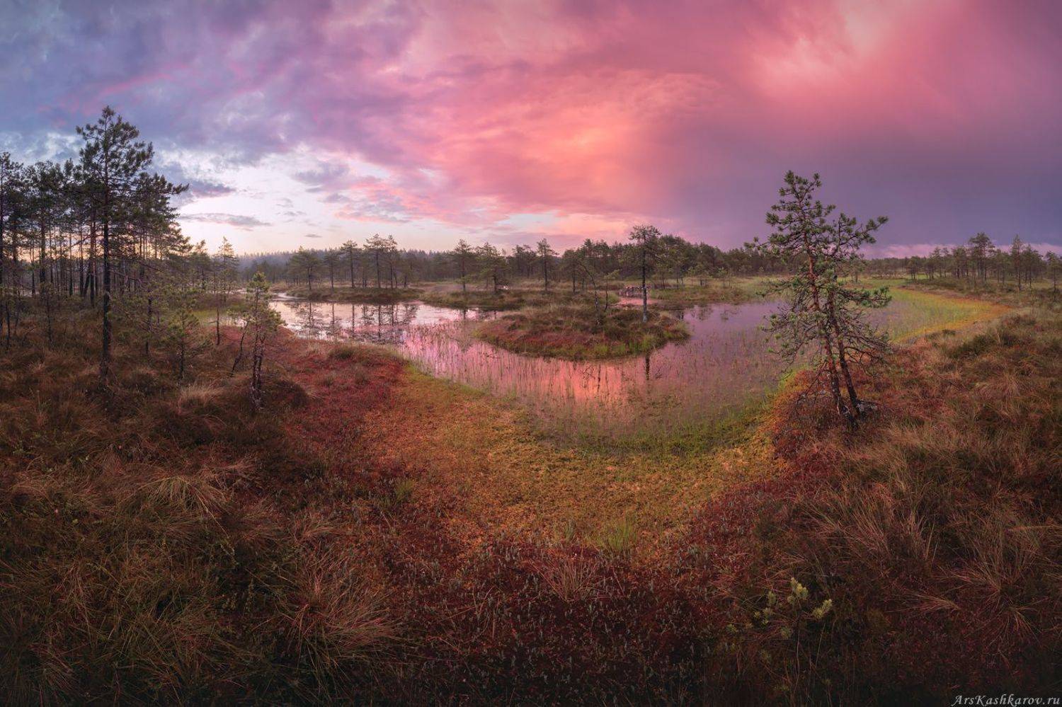 болото, болотные топи, ленобласть, ленинградская область, острова, сосны, восход, Арсений Кашкаров