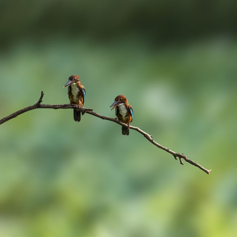 birds, animals, wildlife, kingfisher, nature, птицы, белогрудый зимородок, природа, Парочка фото превью