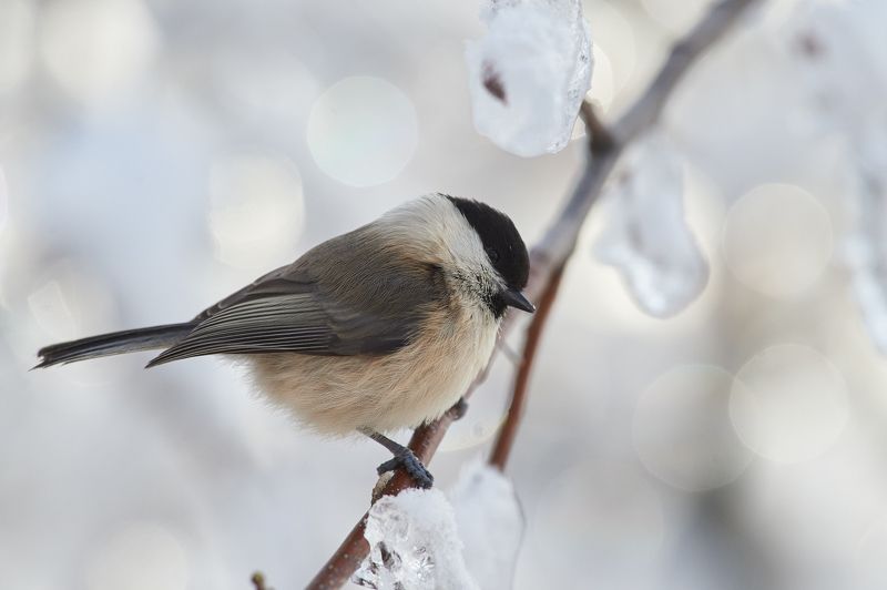 nature, wildlife, birds *** фото превью