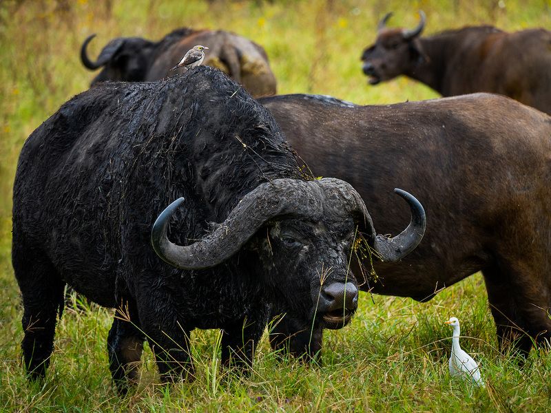 Bawół z Ngorongoro фото превью