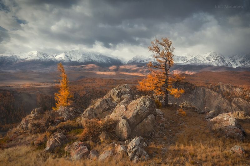 Алтай, горы, осень, золотая осень, Курай, Курайская степь,Северо-Чуйский хребет Утро в Курайской степи фото превью
