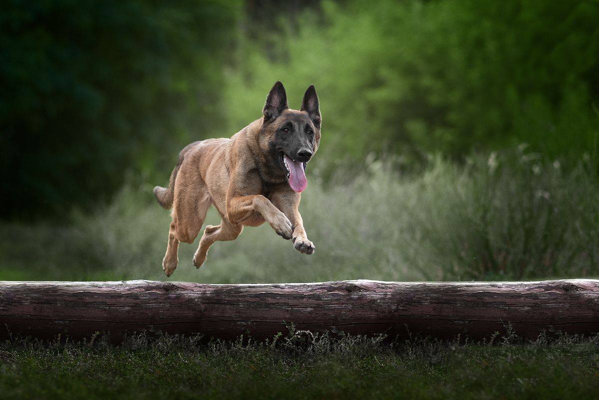 собака, животное, dog, взгляд, бельгийская овчарка, овчарка, малинуа, Евгений Крутиков