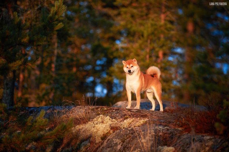 собака, сиба, шиба, сибаину, рассвет, Карелия *** фото превью