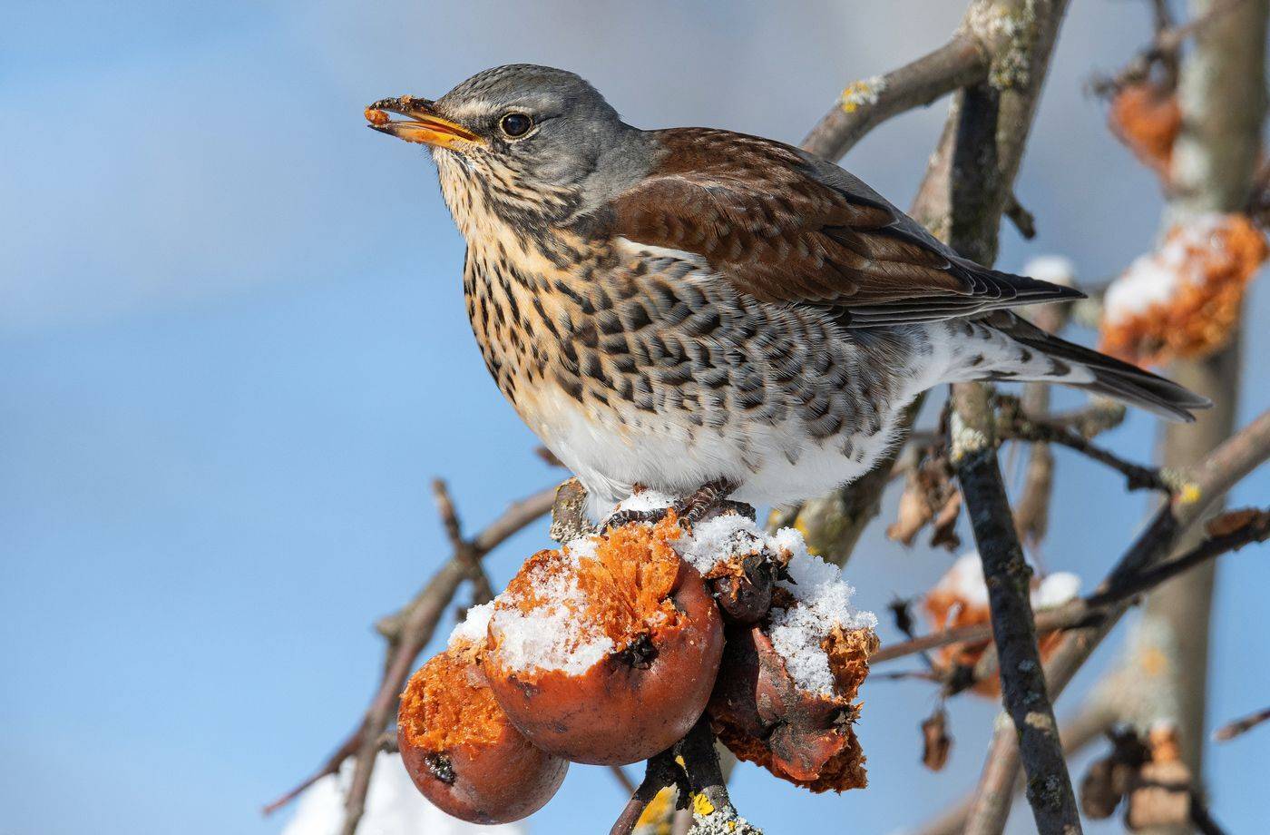 птица дрозд рябинник зима, Руслан Сигушин