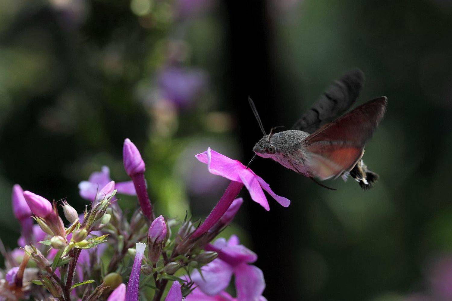 , Сергей Фудиненко