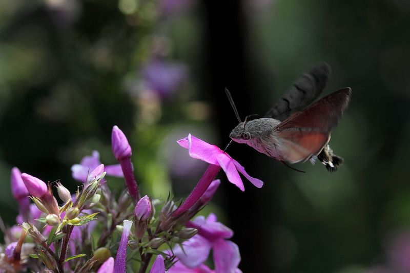 Летнее утро фото превью