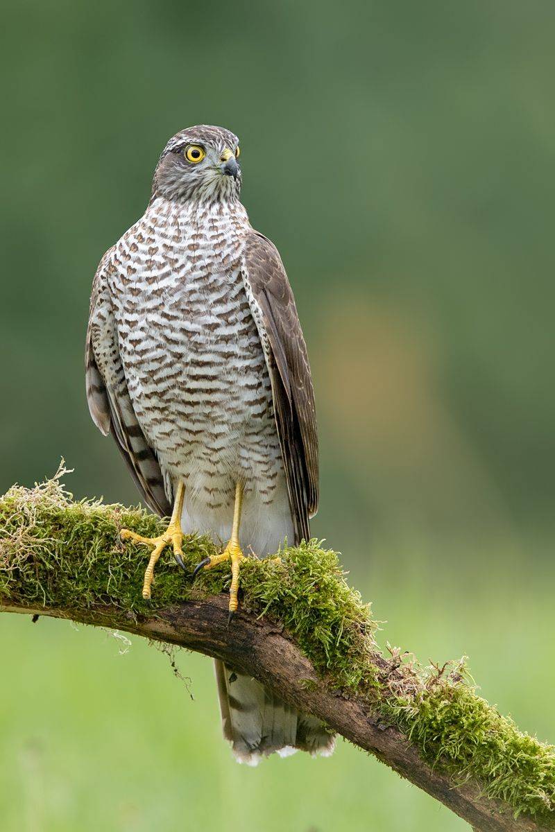 , Damian Kwasek