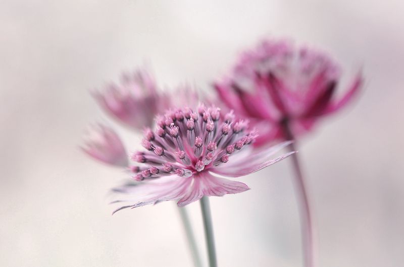 Roma фото превью