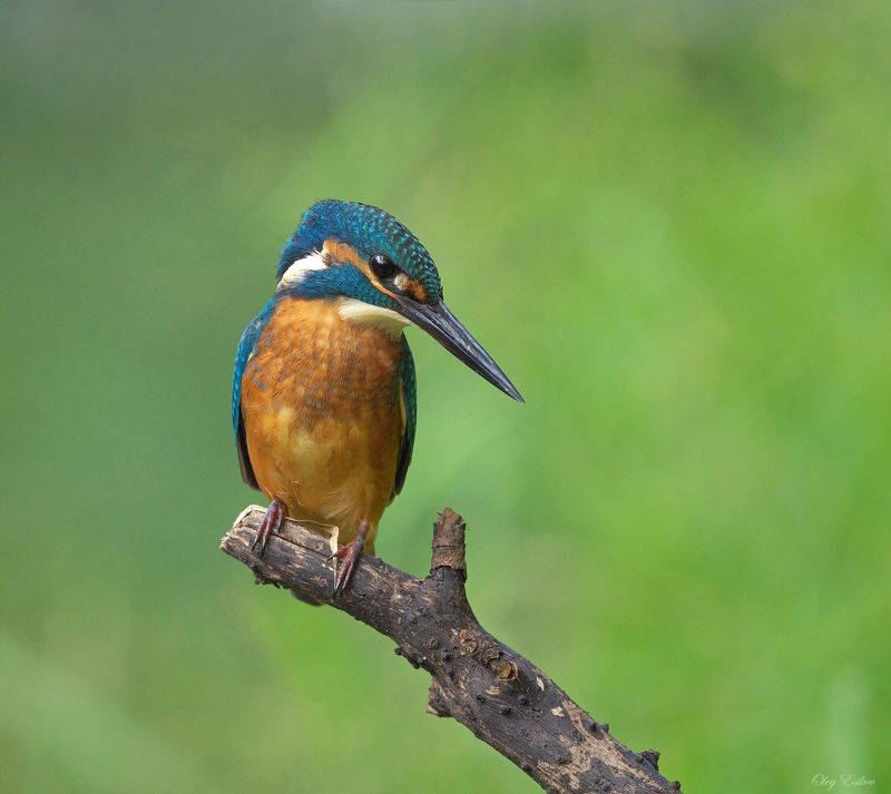 птицы зимородок слетки Про молодежь фото превью