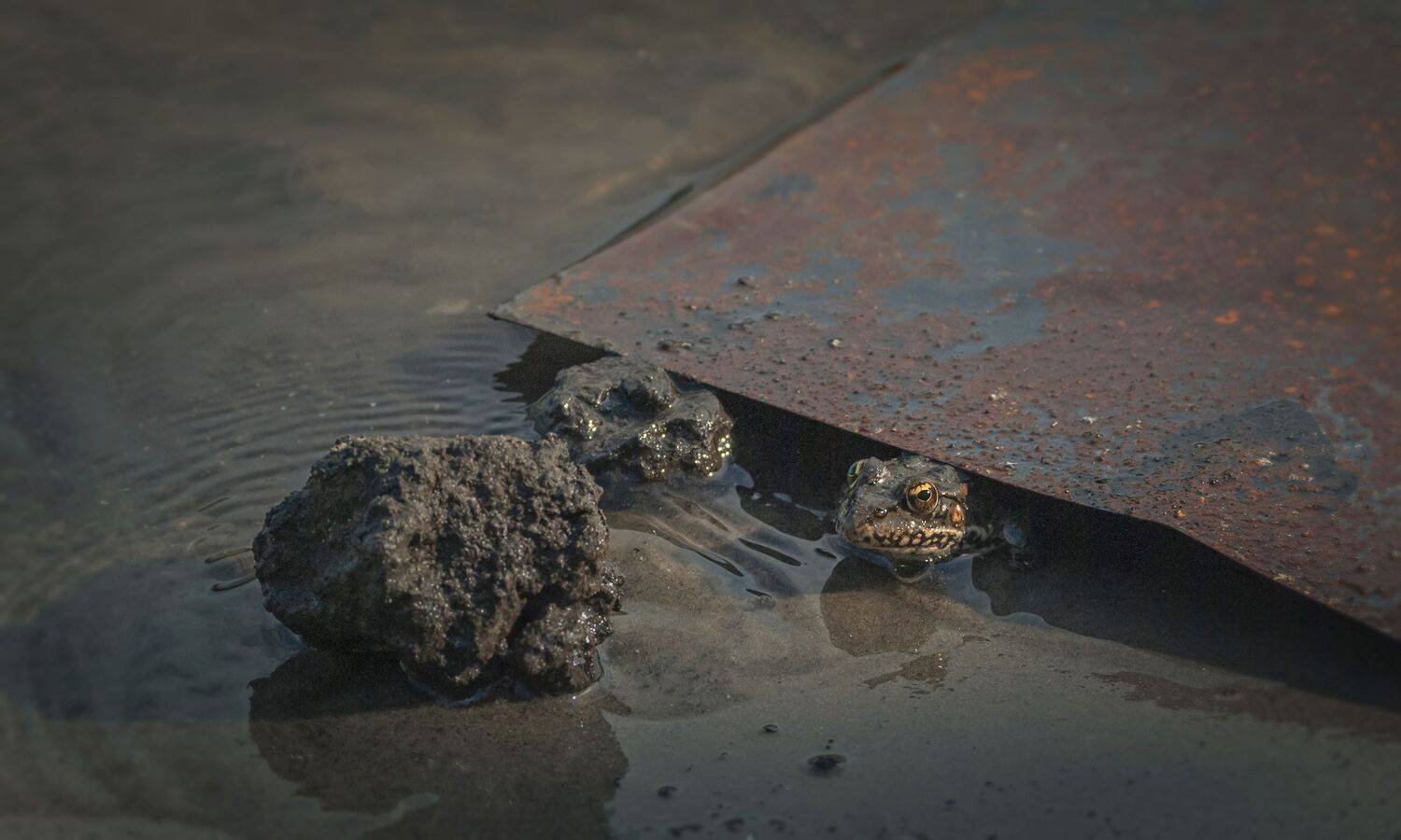 живое,лягушка,вода,прятки,земноводные, Владимир Володин
