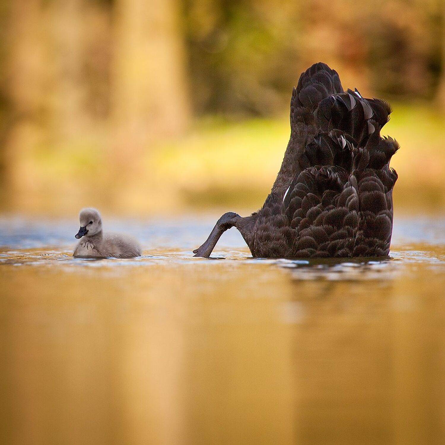 , Robert Adamec