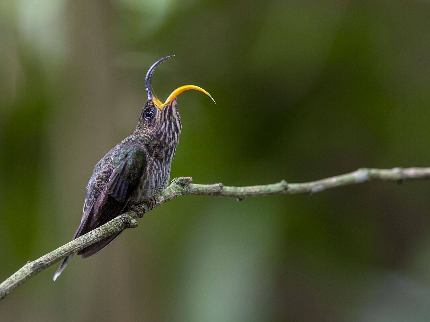 , Fernando Burgalin Sequeira