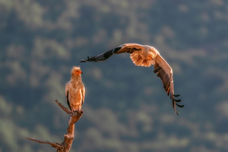 Египетски лешояди (Neophron percnopterus)... фото превью