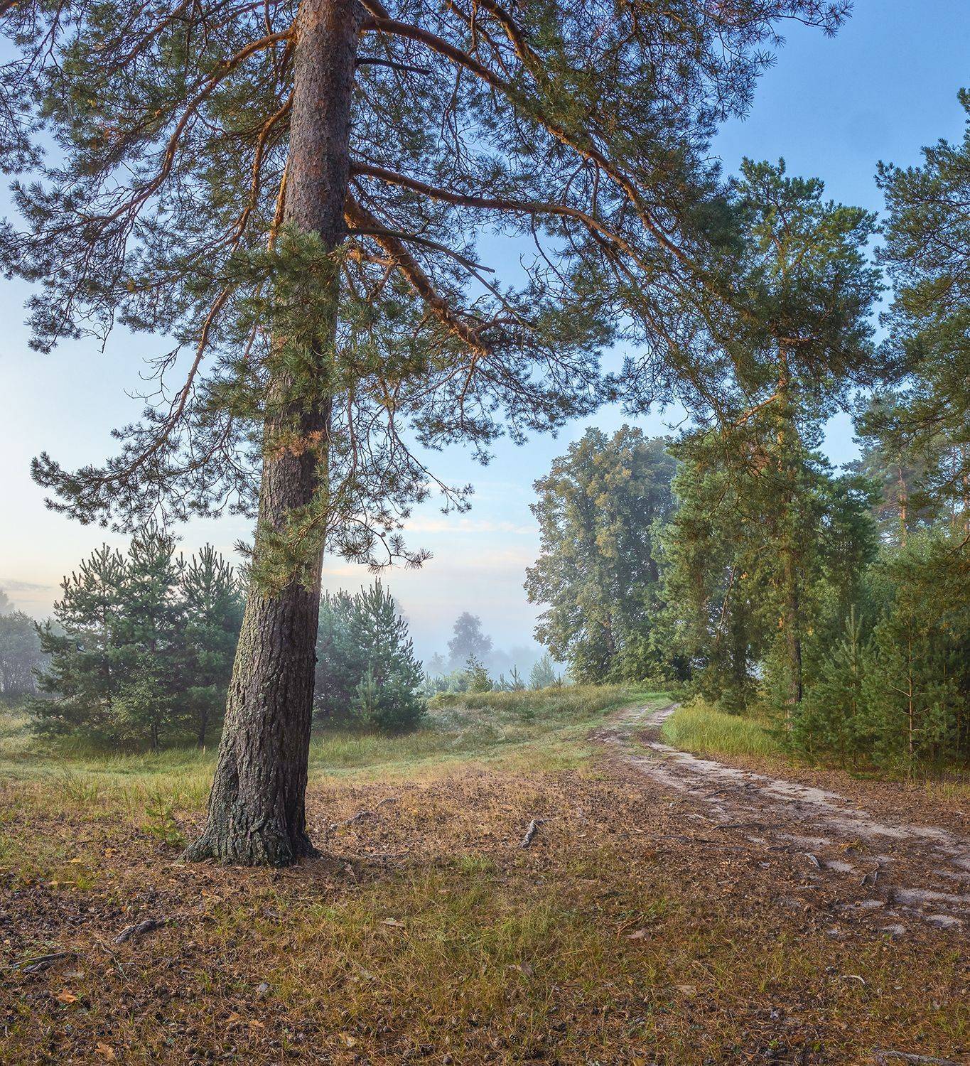 , Николай Андреев