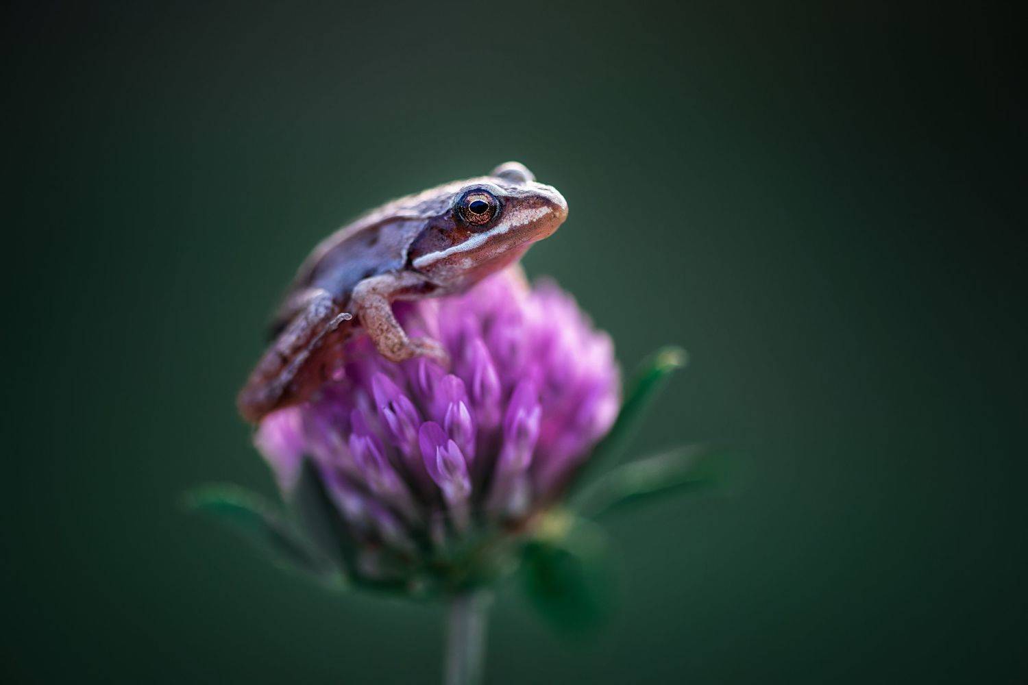 , Анастасия Думинская