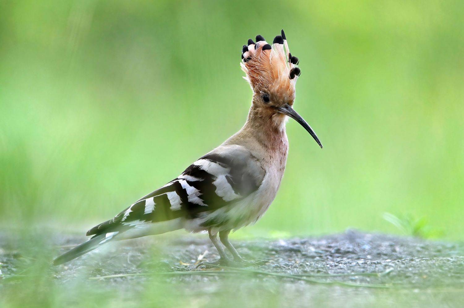 , Чернобай Анна