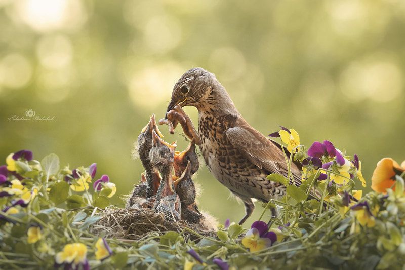 Kwiczoł (Turdus pilaris) фото превью