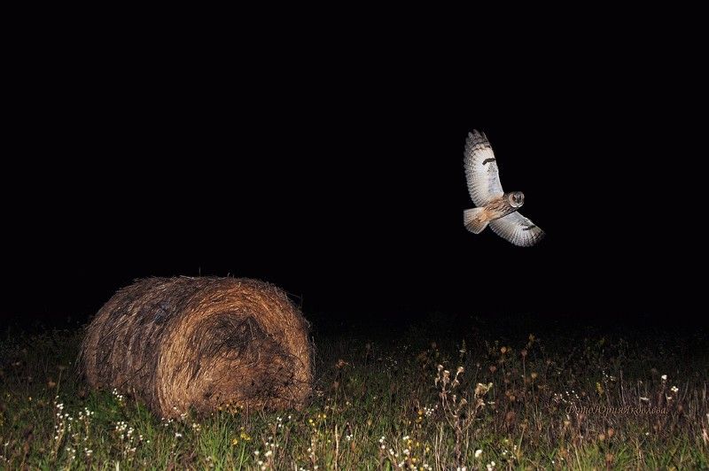 птицы, сова, серая неясыть,ночь,псковская обл, Ночная охотница! фото превью