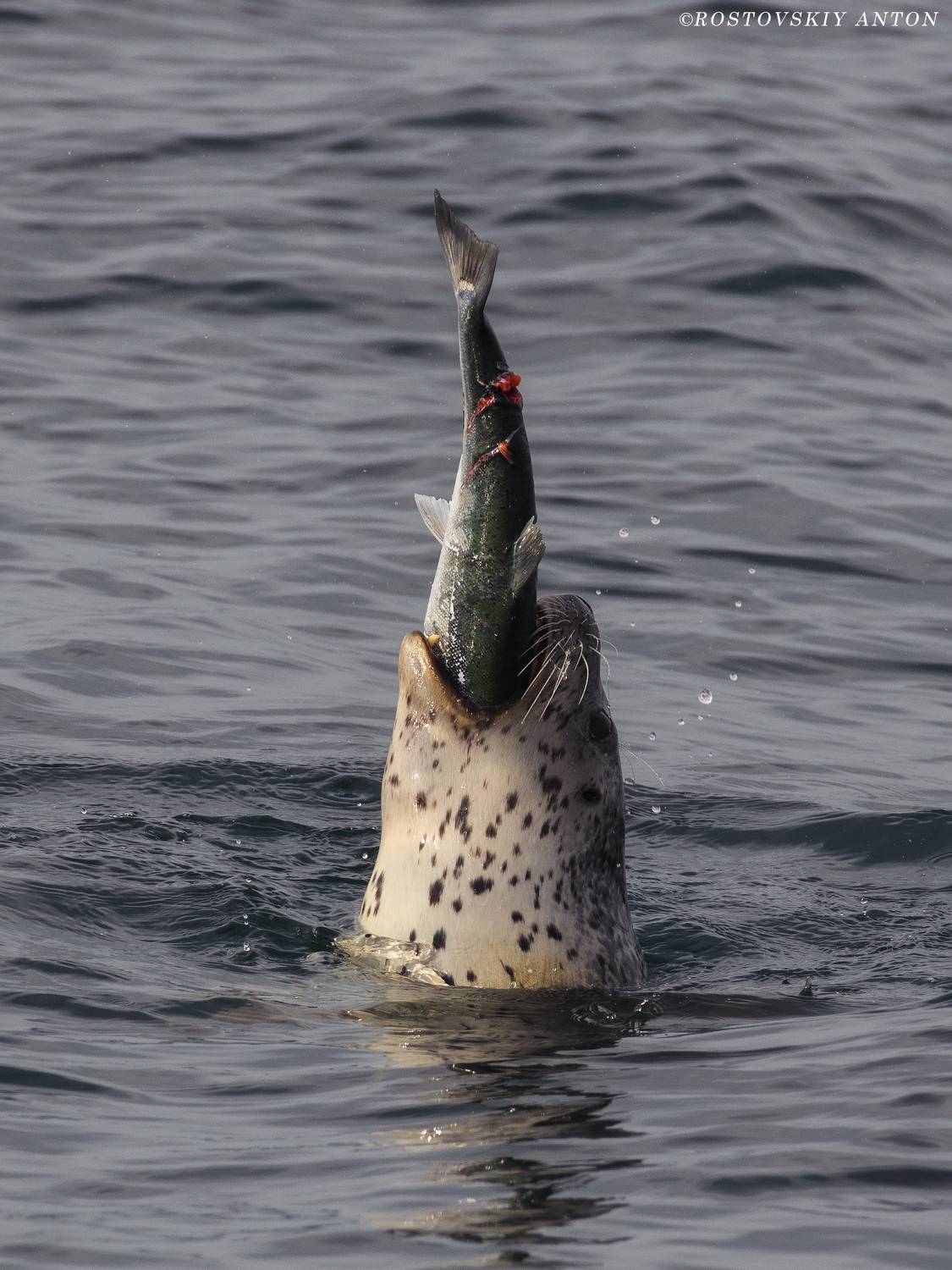 Камчатка, рыбалка, охота, фототур, нерпа,, Антон Ростовский