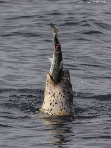 Рыбалка на Камчатке