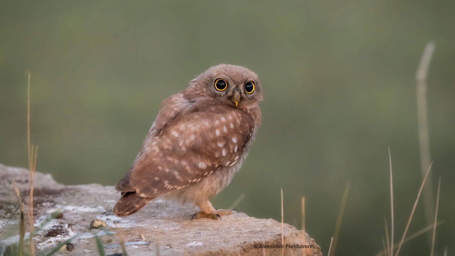 wildlife, Alexander Plekhanov