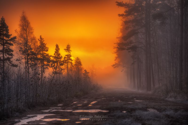 Морозное утро на лесной дороге... фото превью