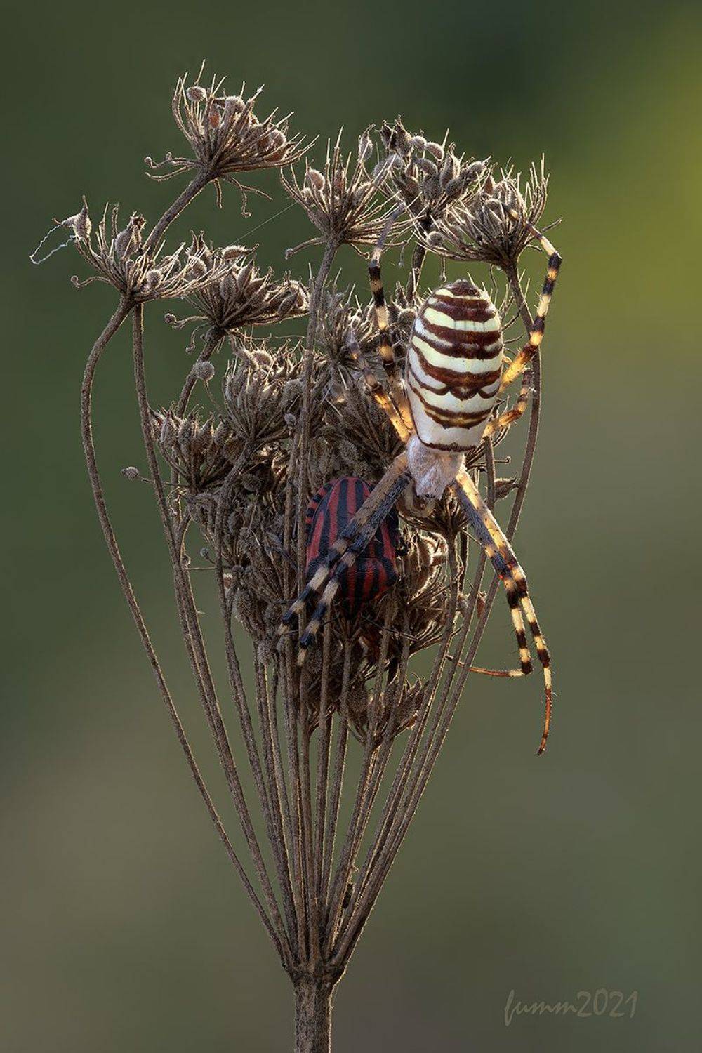 , Игорь ФУММ