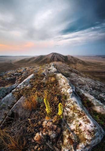 Андреевские шишки