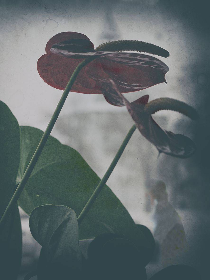 , T. Bondarenko