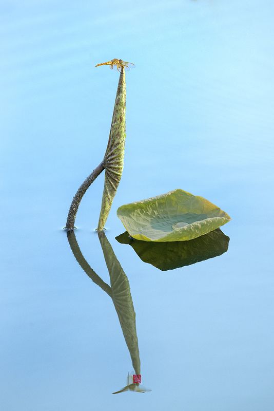 Lotus #8 фото превью