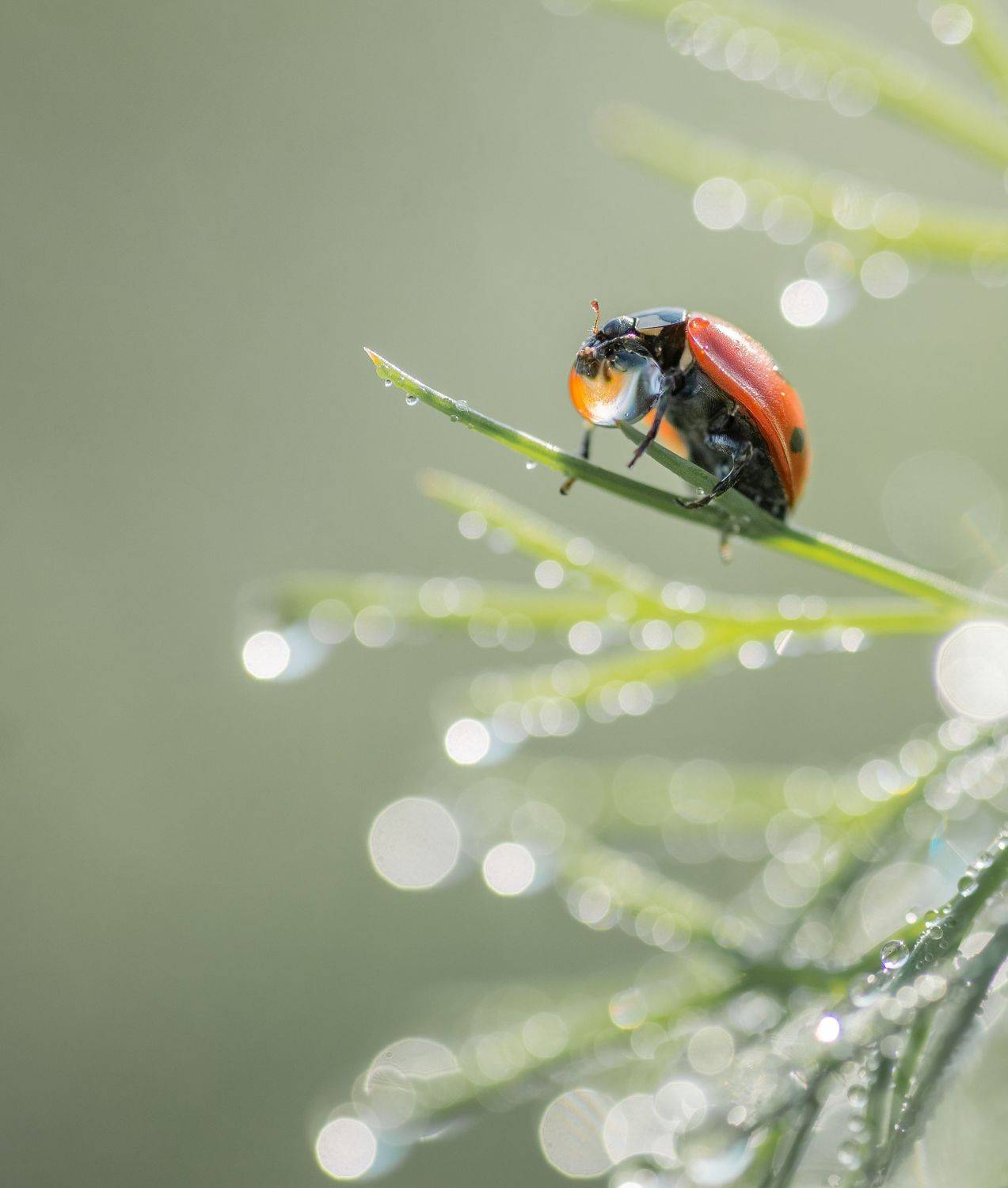 , Тарасова Ольга