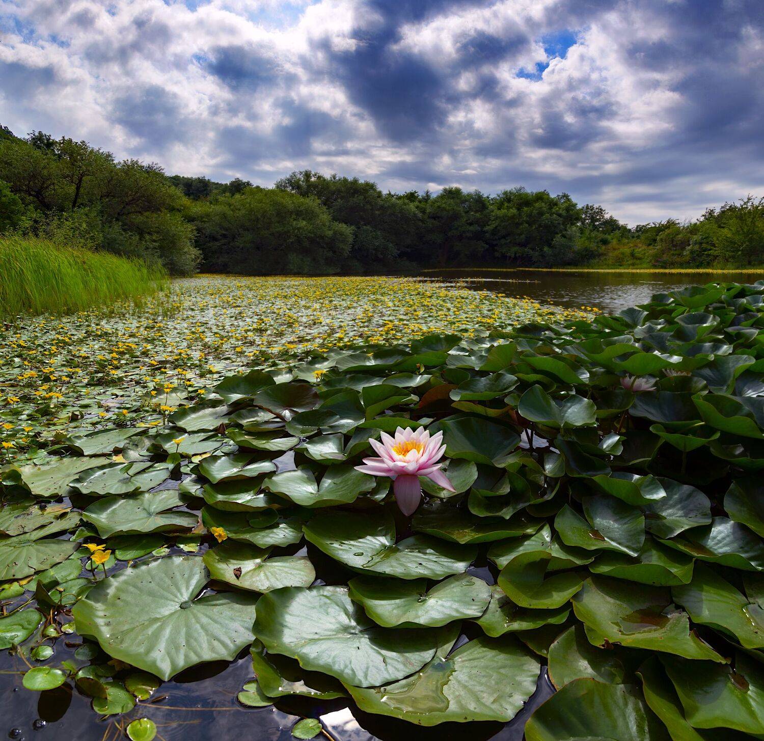 озеро,кувшинки,природа,пейзаж, Елена Брежицкая