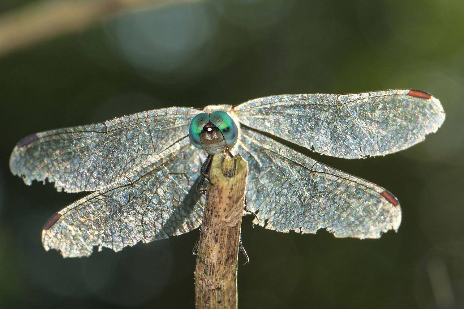 denis moura, mogi das cruzes, brasil, Moura Denis