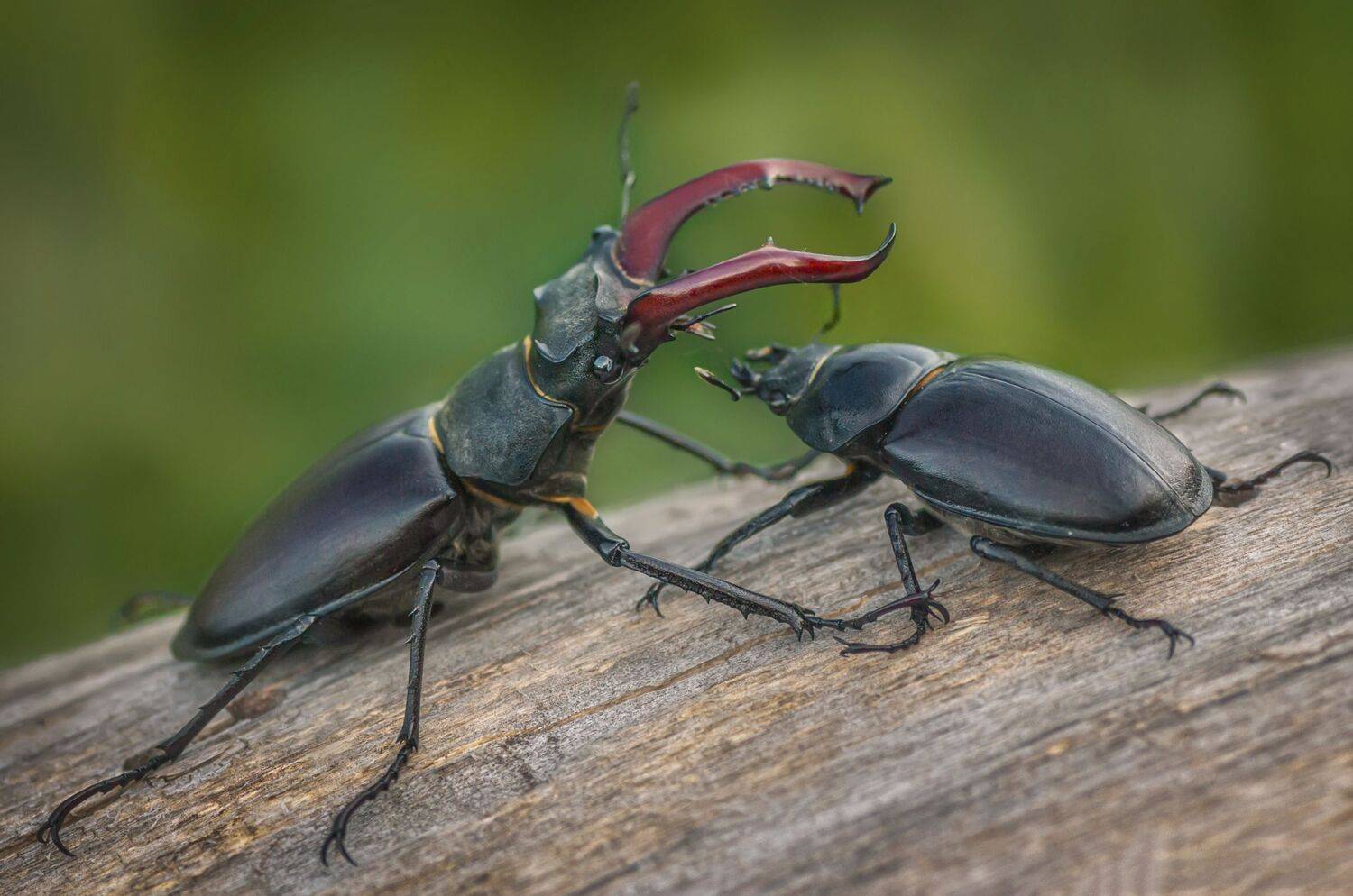 рогатый,жук,насекомое,лето,макро, Владимир Володин