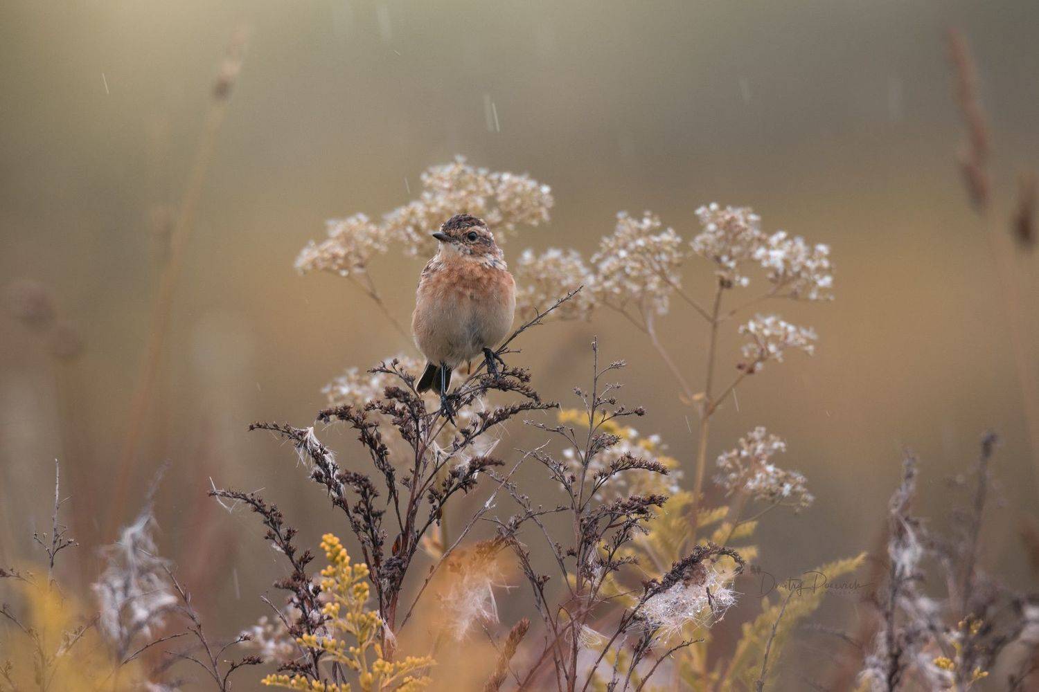 природа, лес, поля, огороды, животные, птицы, макро, Дмитрий Посевич