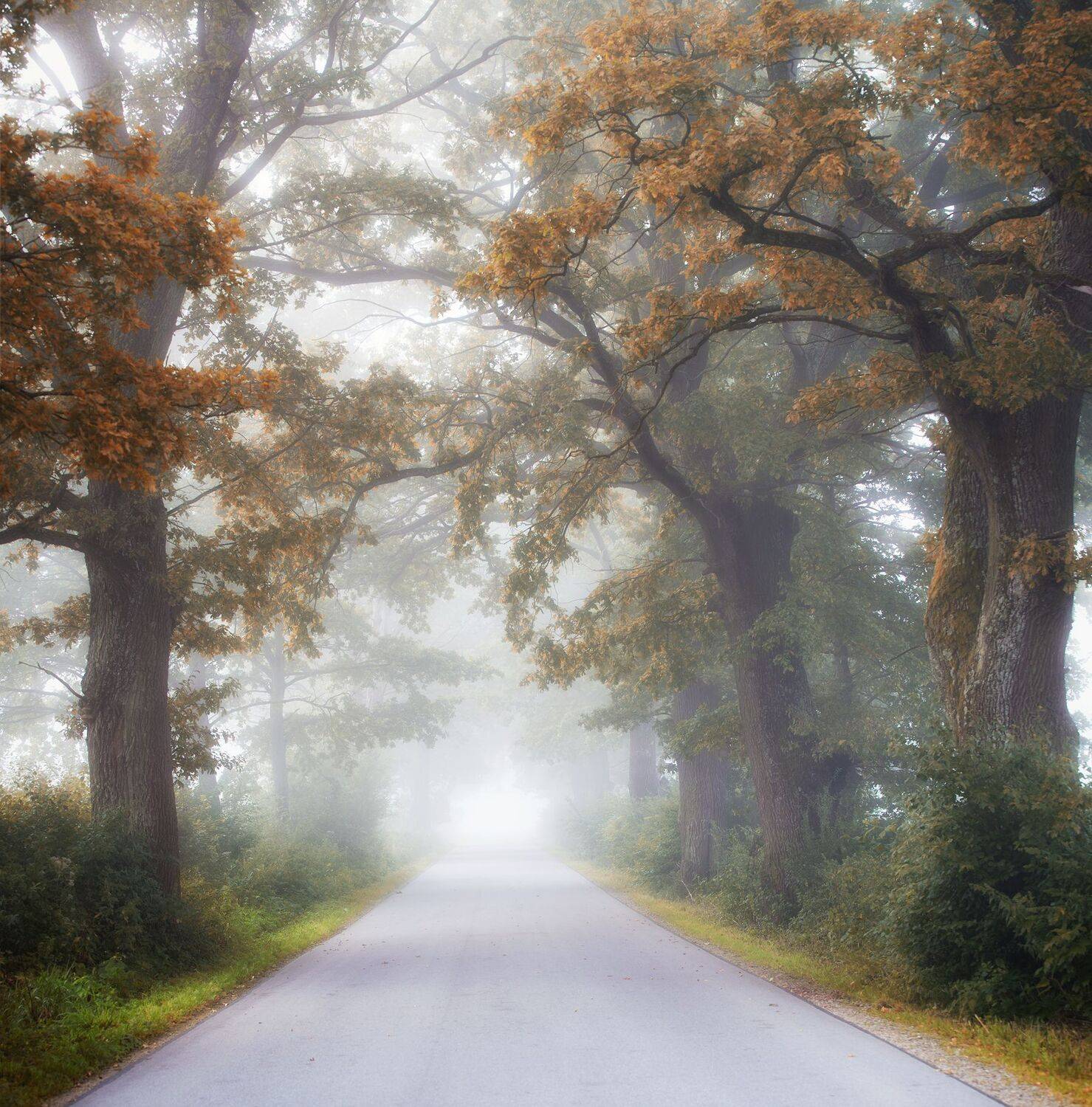 alley, oak, morning, fox, foggy, poland,autumn,  Mirosław Pruchnicki