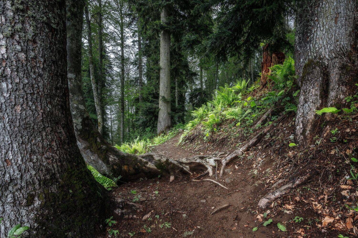 , Сергей Сергеев