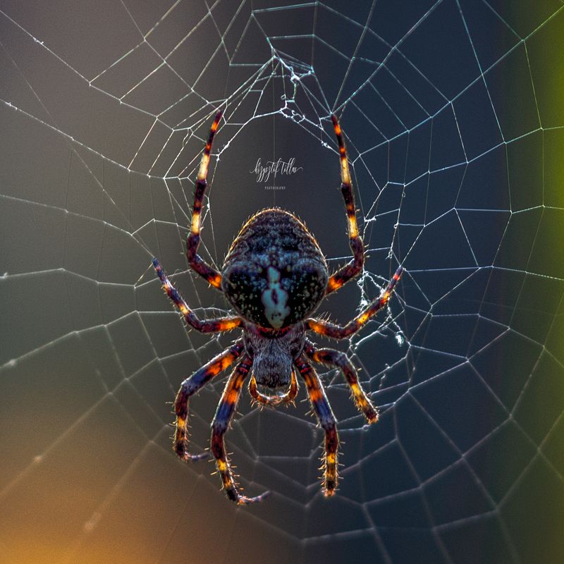 spider  macro  nature  insect  cobweb  spider web  sunrise  Photography nikon What are you screaming I made you so much fun at night when I tickled you here and there :) фото превью