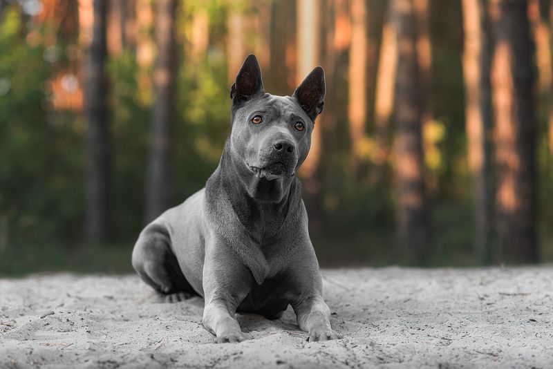 собака, животное, dog, тайский риджбек  фото превью