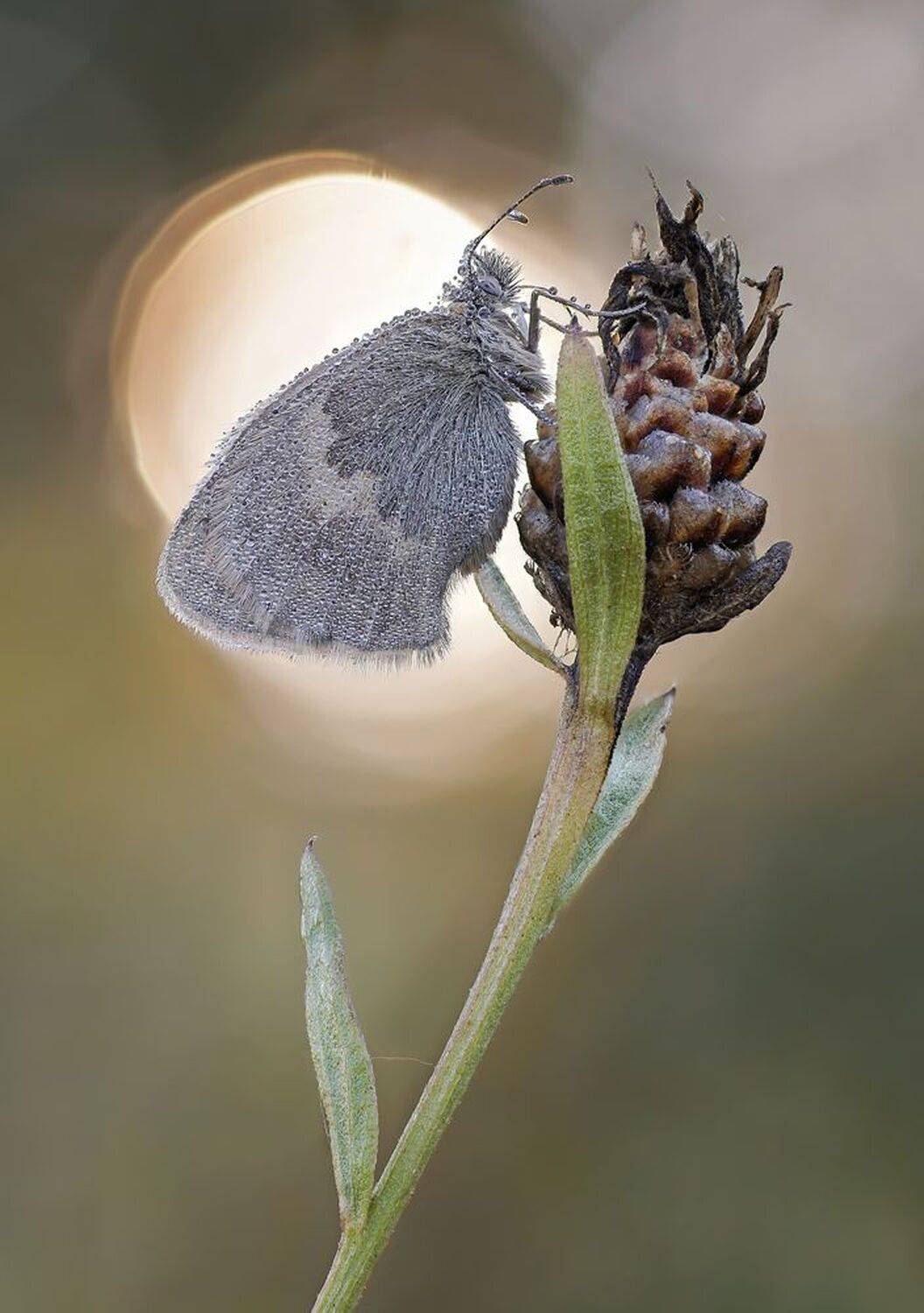 , Чепленко Алексей