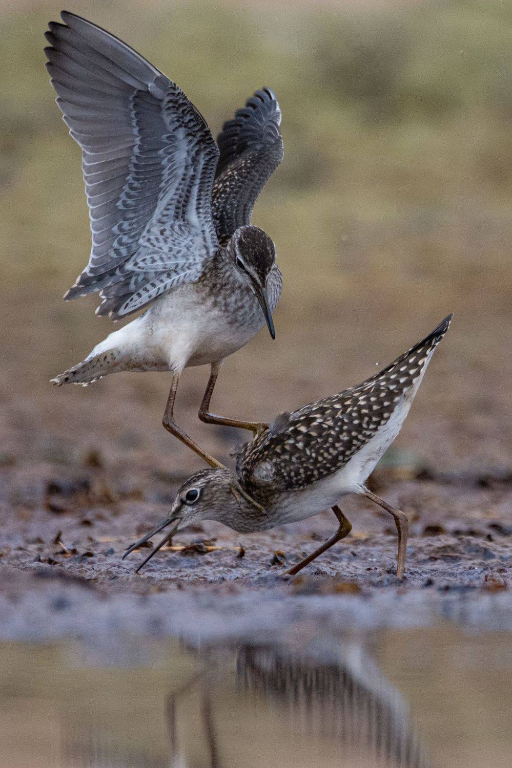 Фифи, Tringa glareola, Татьяна Ливеровская