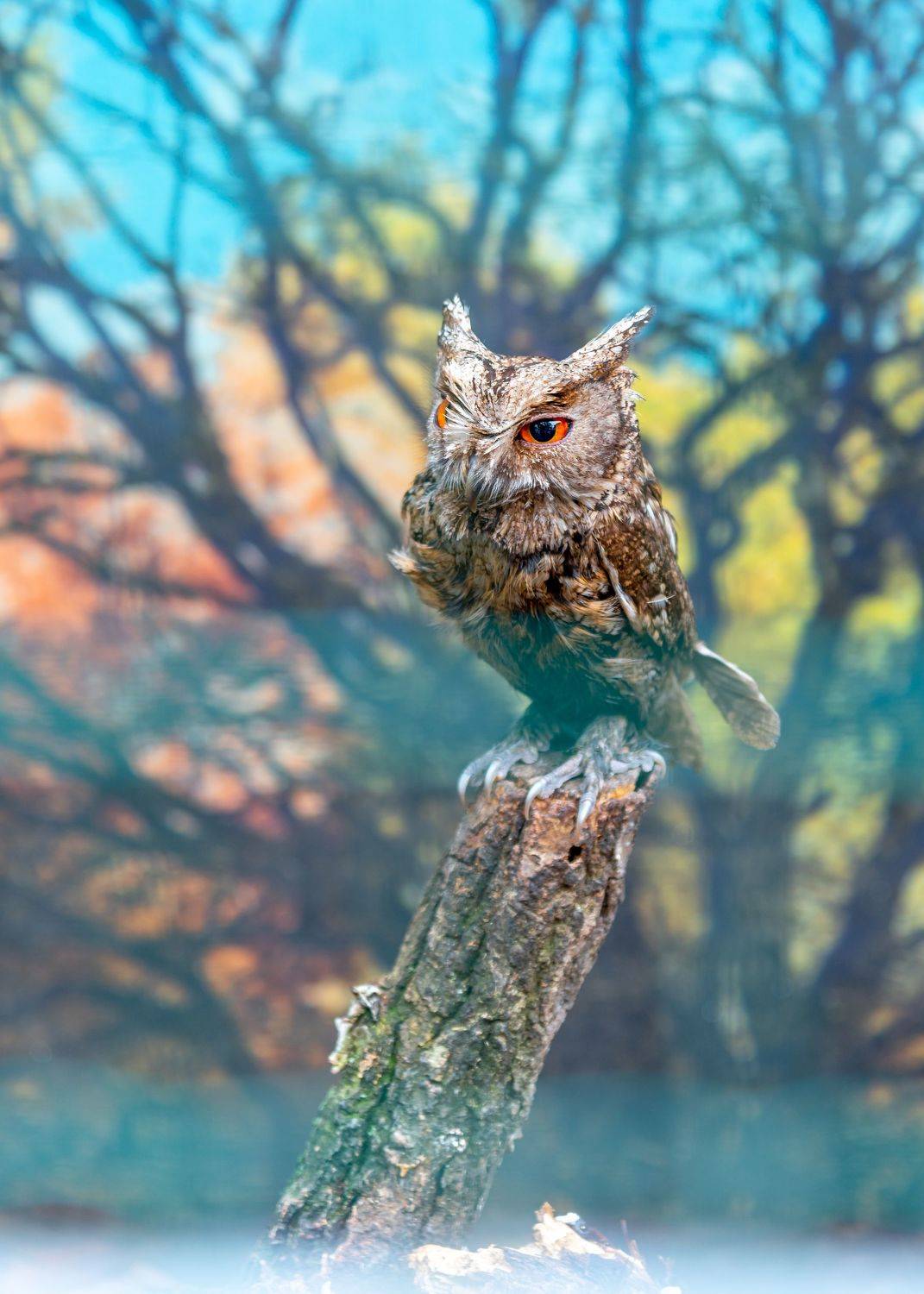 Птицы, совы, хищники, пернатые, дикие животные, природа, Константин Костин