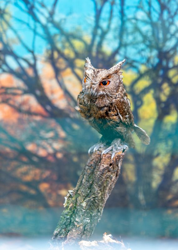 Птицы, совы, хищники, пернатые, дикие животные, природа Ошейниковая совка фото превью