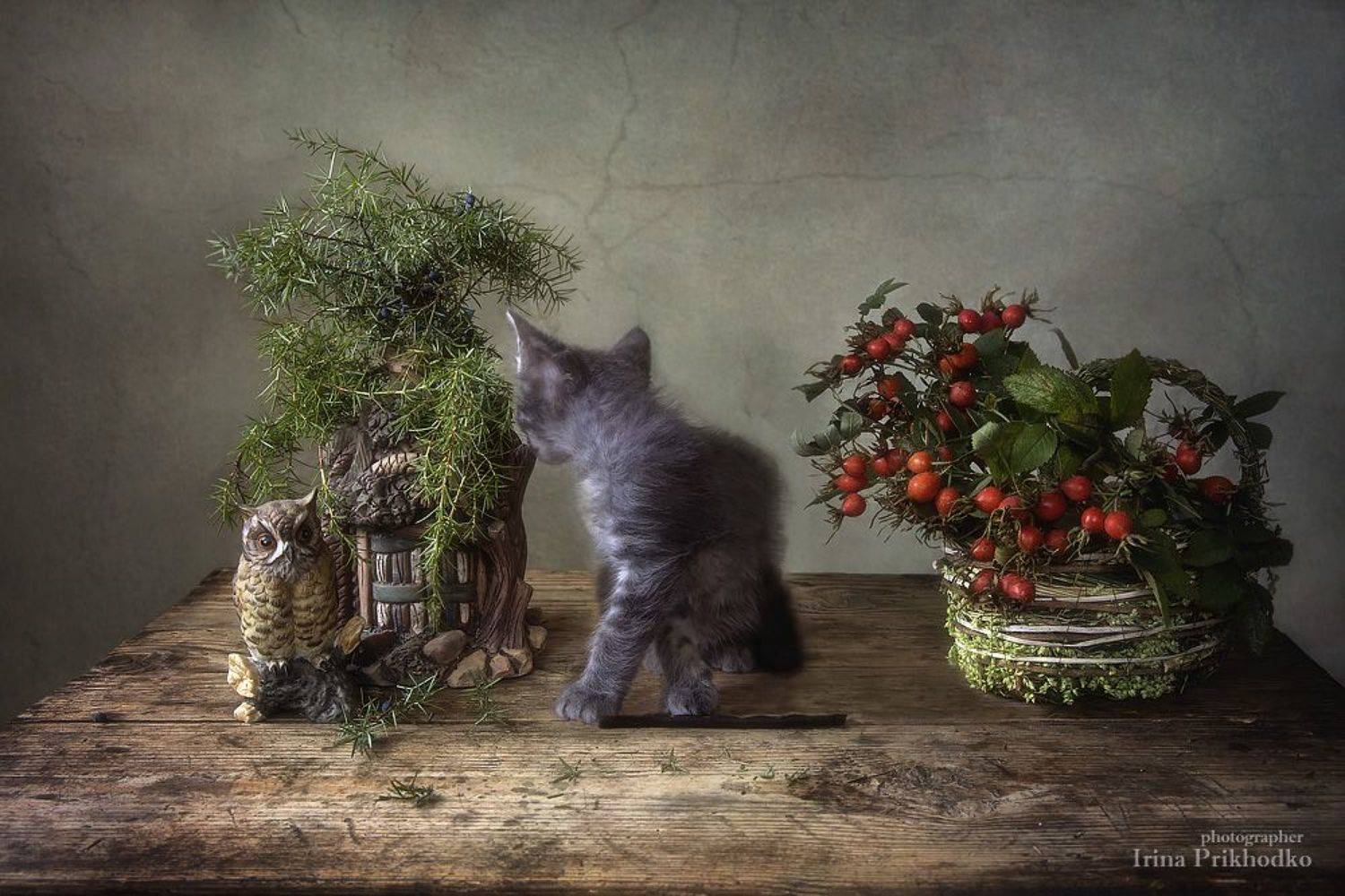 постановочное фото, домашние животные, натюрморт, шиповник, котенок Илька, Ирина Приходько