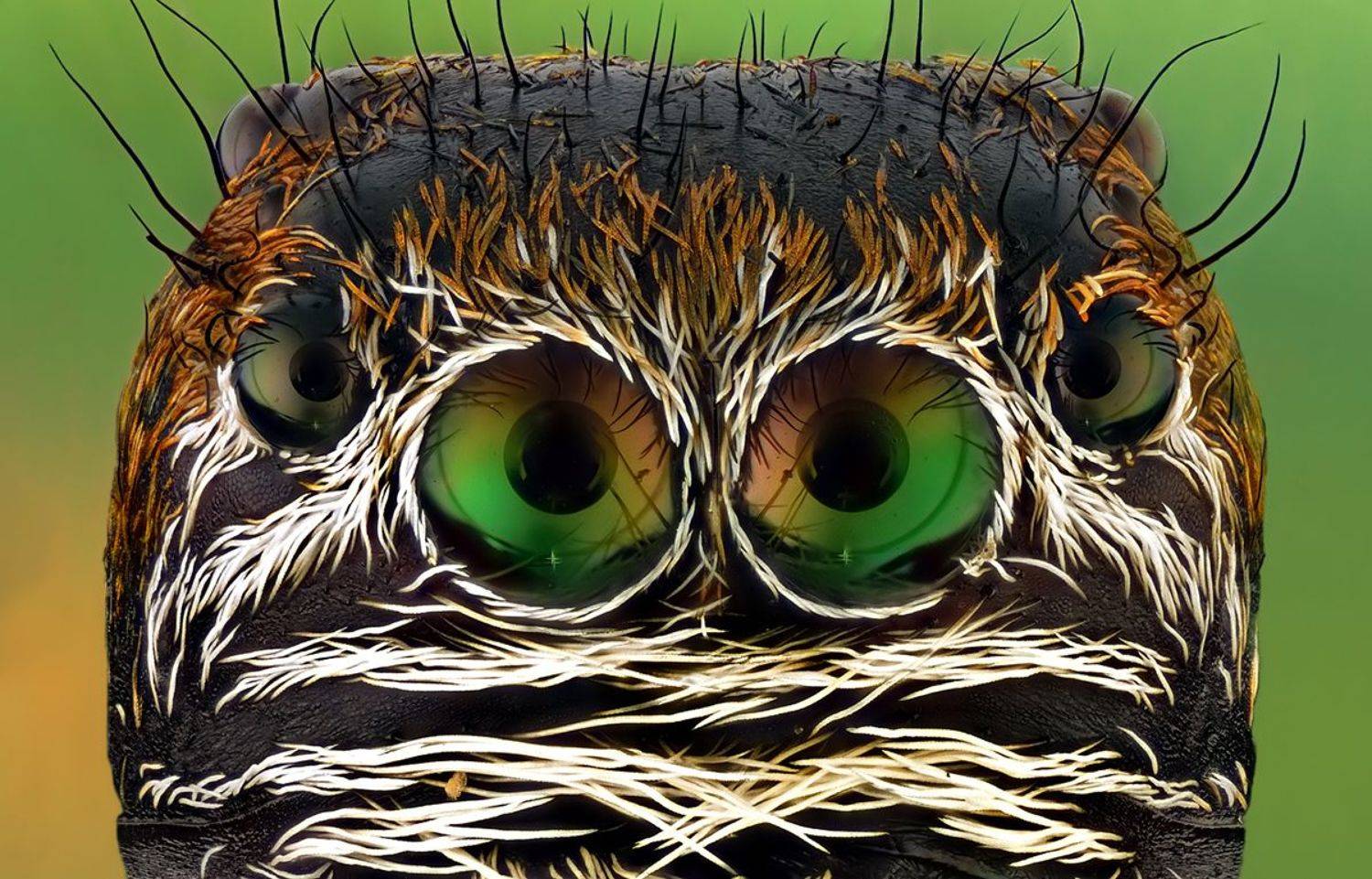 irass, waledzik, nat geo, olympus, close up, macro, extreme macro, макро, Ireneusz Irass Walędzik