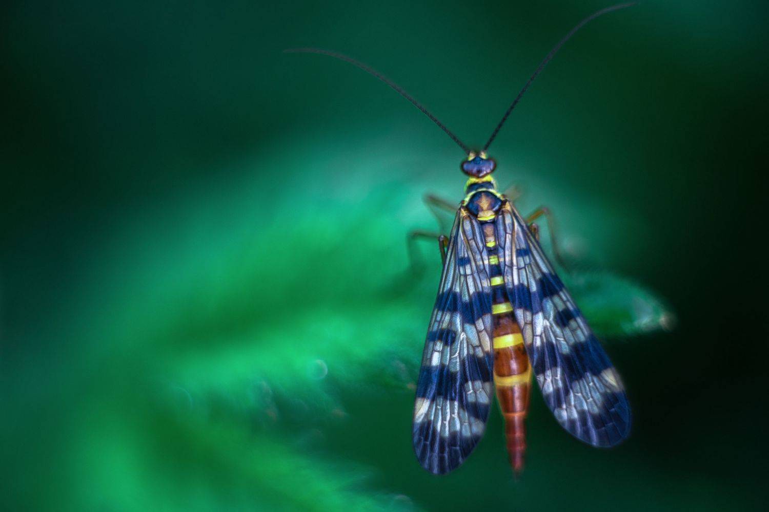 , Анастасия Думинская