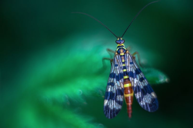 Яркая скорпионница фото превью